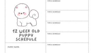 12 Week Old Puppy Schedule
