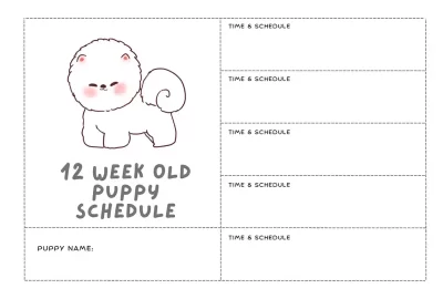 12 Week Old Puppy Schedule