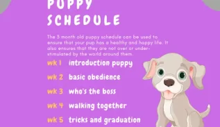3 Month Old Puppy Schedule Images