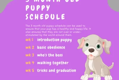 3 Month Old Puppy Schedule Images