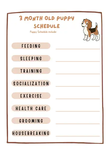3 Month Old Puppy Schedule
