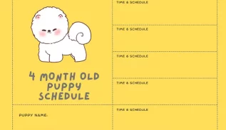 4 month old puppy schedule