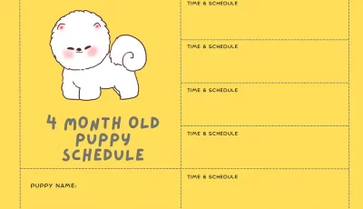 4 month old puppy schedule