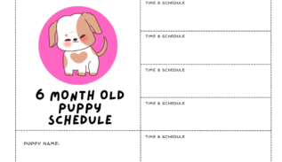 6 month old puppy schedule
