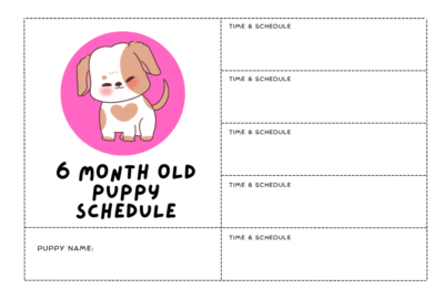 6 month old puppy schedule